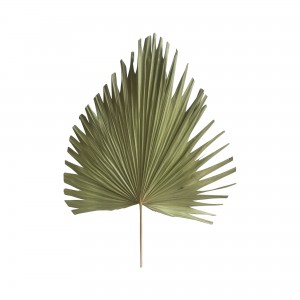 Palmblad gedroogd naturel 65cm