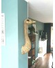 Wanddecoratie struisvogel - goud 